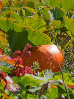 Fruits et légumes des hortillons