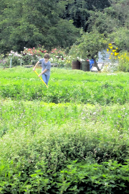 Maraîchage dans les hortillonnages